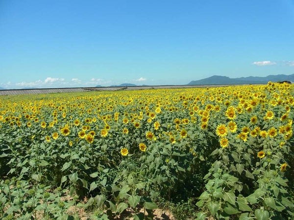 【大分・かんたん・北浜・別府発】 夏フルーツのお土産付き!!夏の角島と100万本のひまわり畑&関門海峡を上から望む新名所!火の山リング 花と海の旅 日帰り3